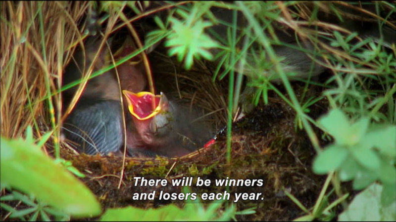 A bird's nest in the ground with a baby bird, beak open. Caption: There will be winners and losers each year.