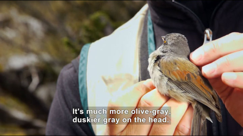 A small bird perched on a person's hand. It is gay with some brown on the wings. Caption: It's much more olive-gray, duskier gray on the head.