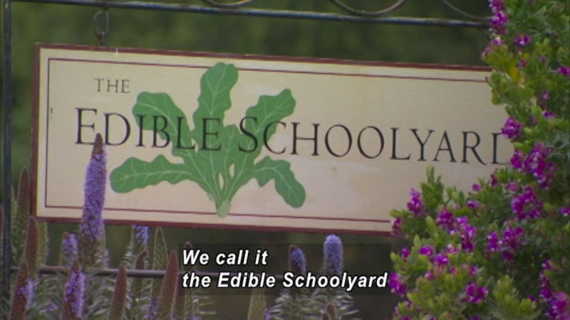 Flowering plants surrounding a sign that reads "the Edible Schoolyard" Caption: We call it the Edible Schoolyard
