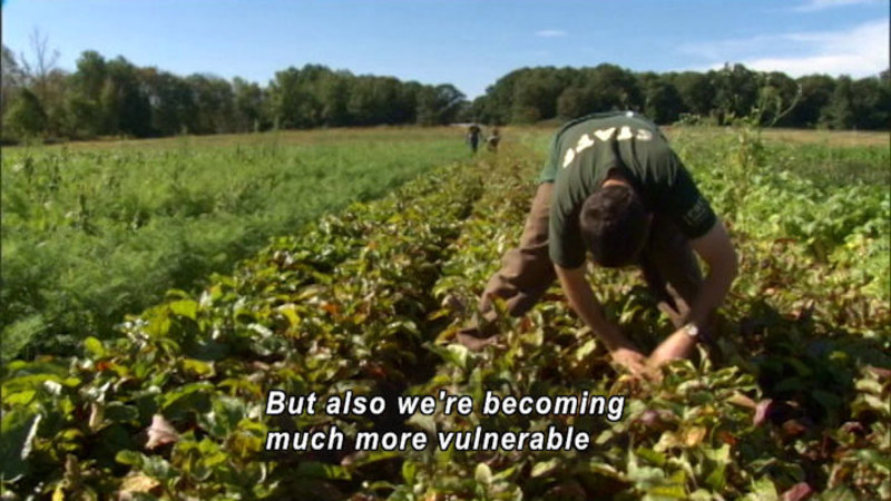 Person wearing a shirt that says "staff" bends over a row of plants in a field. Caption: But also we're becoming much more vulnerable