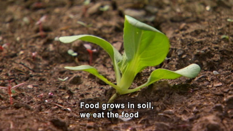Closeup of a plant seedling in soil. Caption: Food grows in soil, we eat the food
