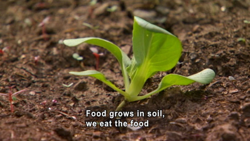 Still image from Michael Pollan: From The Soil