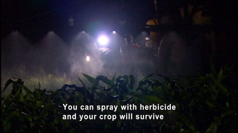 Field of corn at night with a person using large machinery to spray the crop. Caption: You can spray with herbicide and your crop will survive