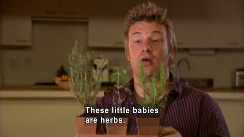 Three small potted plants and a person speaking. Caption: These little babies are herbs.