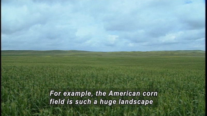 Flat landscape with corn as far as the eye can see. Caption: For example, the American corn field is such a huge landscape