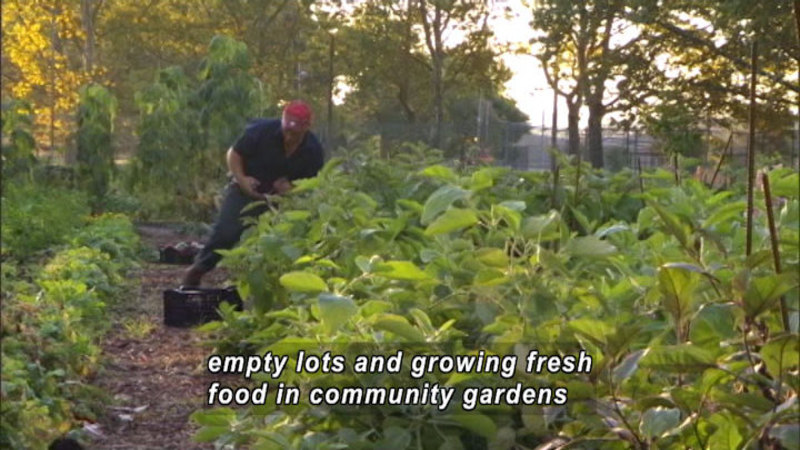 Still image from Bryant Terry: Urban Farms