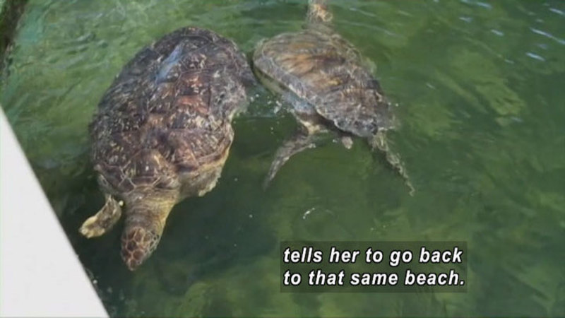 Two sea turtles swimming in the water. Caption: tells her to go back to that same beach.
