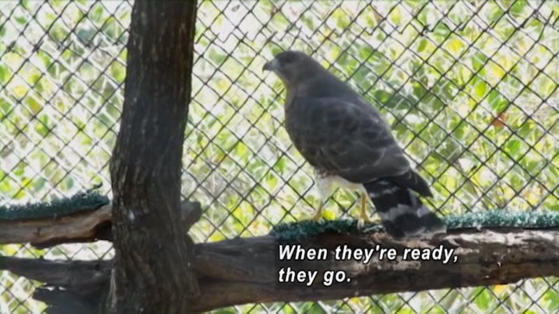 Bird on a perch in an enclosure. Caption: When they're ready, they go.