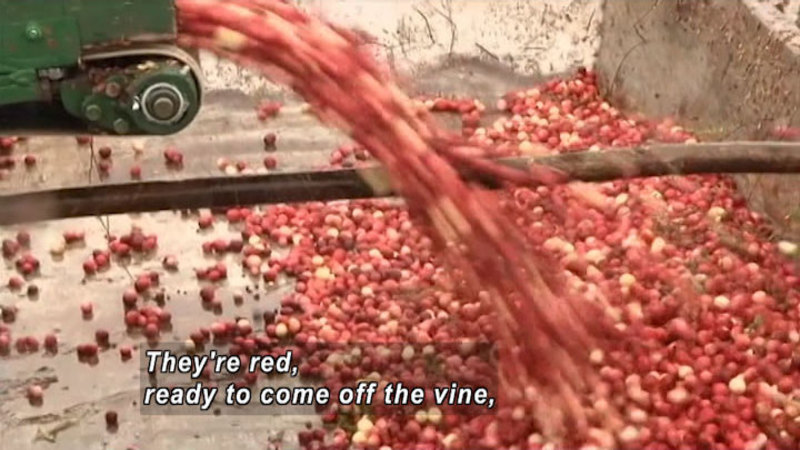 Mostly red cranberries coming out of a chute into a large bin. Caption: They're red, ready to come off the vine,