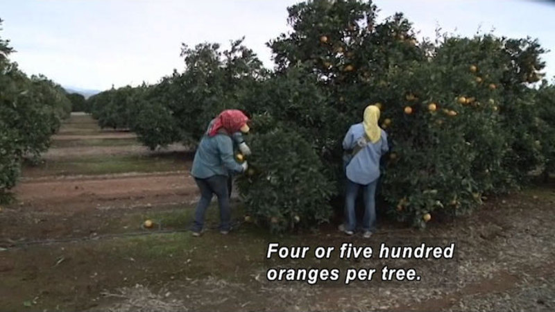 Two people pick oranges off an orange tree. Caption: Four or five hundred oranges per tree.