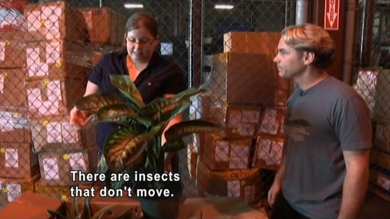 Two people with a box full of plants in pots. One plant is removed, and the woman is touching a leaf. Caption: There are insects that don't move.