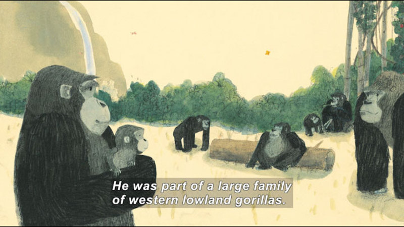 Illustration of an adult gorilla holding a baby gorilla, other adult gorillas in a forest the background. Caption: He was part of a large family of western lowland gorillas.