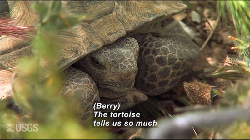 A tortoise with its head and feet pulled into its body. Caption: (Berry) The tortoise tells us so much