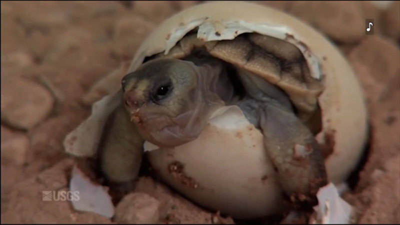 A baby turtle still mostly in a broken shell nestled in the sand. Caption: USGS