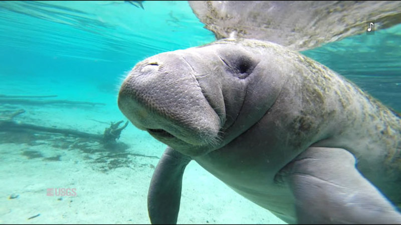 Close up of head and shoulders of a manatee swimming under water. Caption: USGS