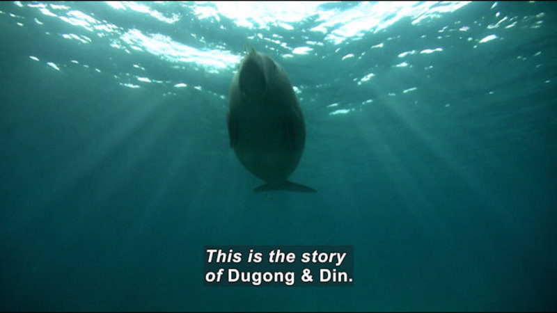Dugong outlined against the surface of the water as seen from below. Caption: This is the story of Dugong & Din.