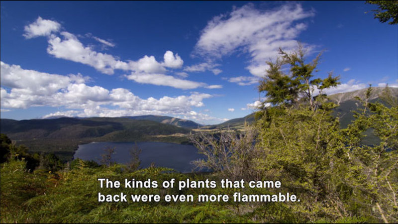Green foliage in foreground overlooking basin with a lake surrounded by tree covered hills. Caption: The kinds of plants that came back were even more flammable.