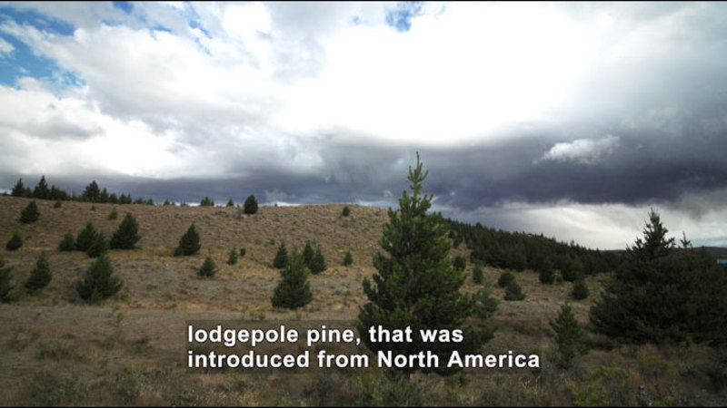 Rolling hillside spotted with evergreen trees. Caption: lodgepole pine, that was introduced from North America