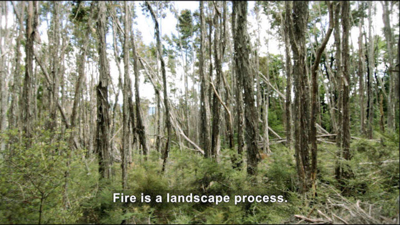 Tall, thin trees choked with brush. Caption: Fire is a landscape process.