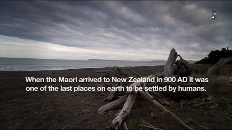 Empty sand beach. Caption: When the Maori arrived to New Zealand in 900 AD it was one of the last places on earth to be settled by humans.