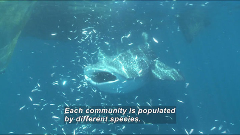 Large fish with a spotted upper body and white underbelly swimming open-mouthed into a school of smaller fish. Caption: Each community is populated by different species.
