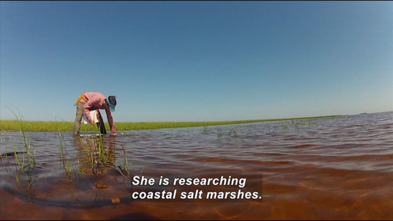 Person standing in ankle deep water and grass holding a clipboard leans down and reaches into the water. Caption: She is researching coastal salt marshes.