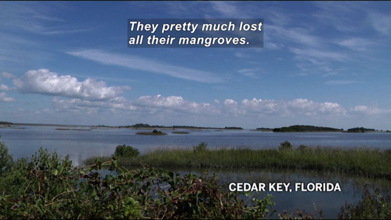 Open expanse of water dotted with small, flat grass-covered islands. Cedar Key, Florida. Caption: They pretty much lost all their mangroves.