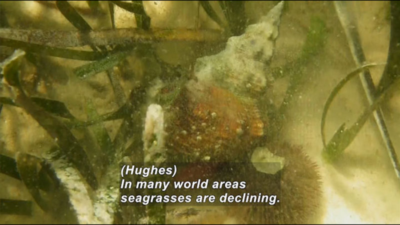Conical shell in sand and seagrasses. Caption: (Hughes) In many world areas seagrasses are declining.