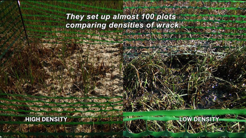 Area of high density wrack is mostly dry while low density wrack has standing water. Caption: They set up almost 100 plots comparing densities of wrack.