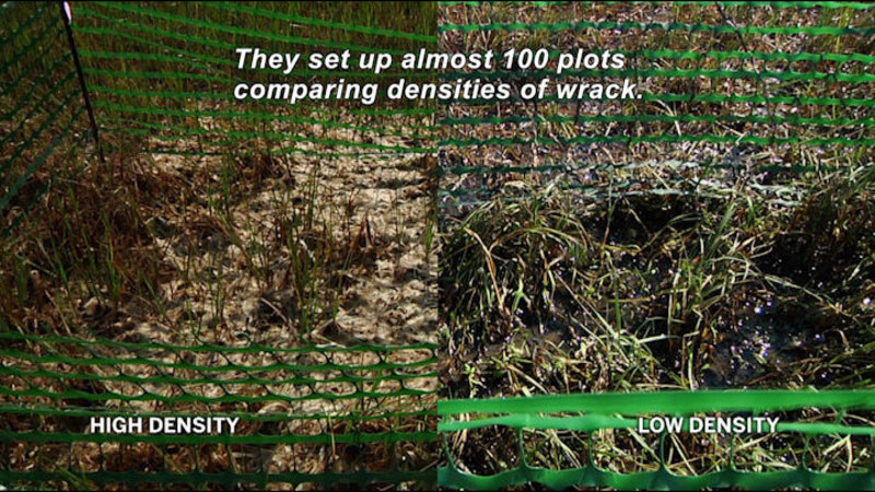 Still image from In The Grass, On The Reef: Seagrass Wrack In The Salt Marsh
