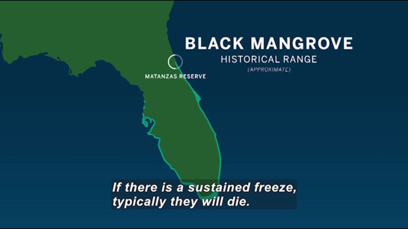 Map of the Southeast United States. Most of the coastline of Florida is highlighted in a narrow band. Matanzas Reserve is at the upper eastern edge. Black Mangrove historical range (approximate). Caption: If there is a sustained freeze, typically they will die.