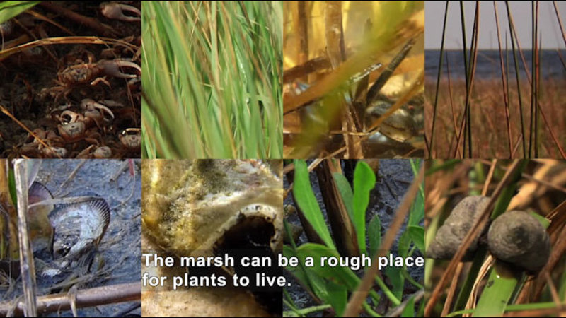 Crabs, various grasses, snails, and broken shells. Caption: The marsh can be a rough place for plants to live.