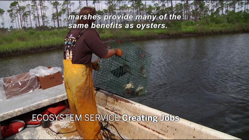 Person standing on the deck of the boat with a crab cage in their hands. Ecosystem Service Creating Jobs. Caption: marshes provide many of the same benefits as oysters.