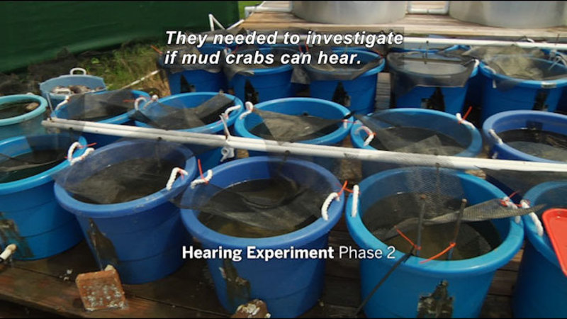 Buckets filled with water, mesh fabric covering the top. Tubes running down the center of two adjacent rows, a cord running into the water of each bucket. Caption: Hearing experiment Phase 2 They needed to investigate if mud crabs can hear.