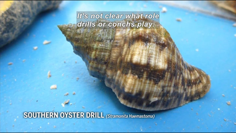 Beige, light, and dark brown conical shell. Southern oyster drill (Stramonita Haemastoma). Caption: It's not clear what role drills or conchs play.