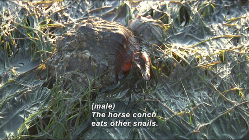 Closeup of a small, shelled animal being eaten by a somewhat larger shelled animal while in a bed of grass. Caption: (male) The horse conch eats other snails.