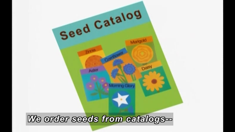 Seed catalog with seed packets of Zinna, Aster, Morning Glory, Cornflower, and Daisy. Caption: We order seeds from catalogs--