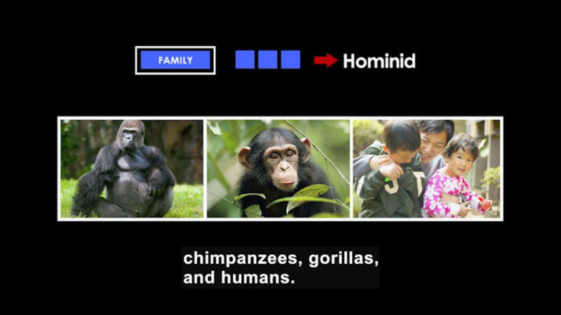Gorilla, chimpanzee, humans. Family is Hominid.