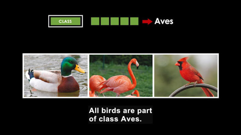 A duck, flamingo, and cardinal. Class is Aves. Caption: All birds are part of class Aves.