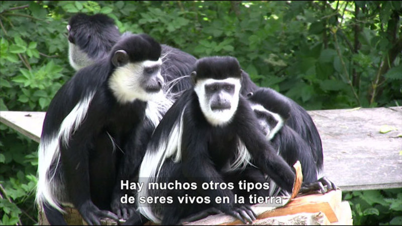 Several primates with black and white fur. Spanish captions.