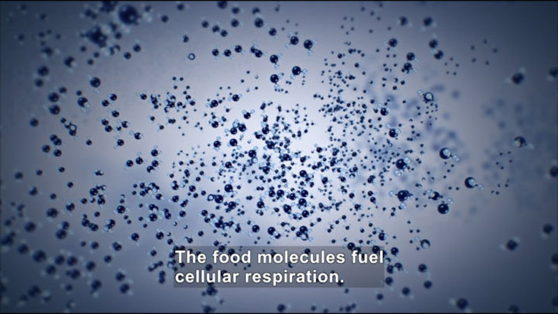 Graphic of light and dark blue spheres of various sizes. Caption: The food molecules fuel cellular respiration.