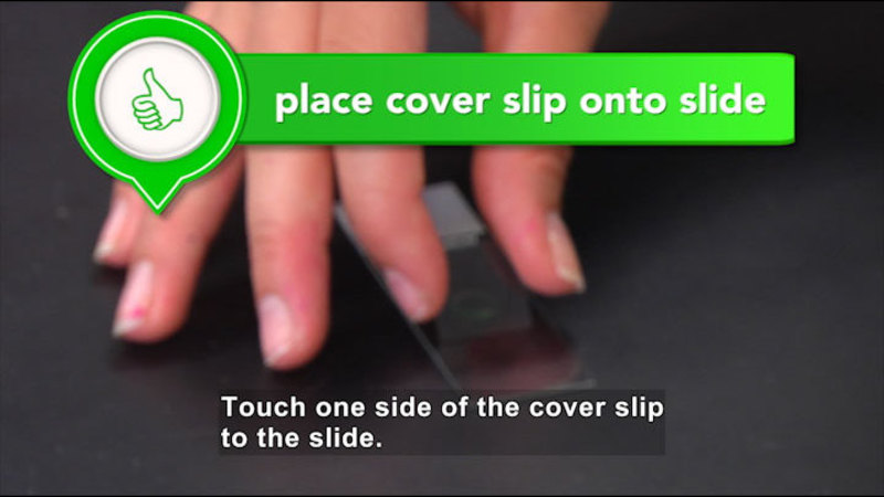 Person placing one edge of a cover slip onto a glass slide. Place cover slip onto slide. Caption: Touch one side of the cover slip to the slide.