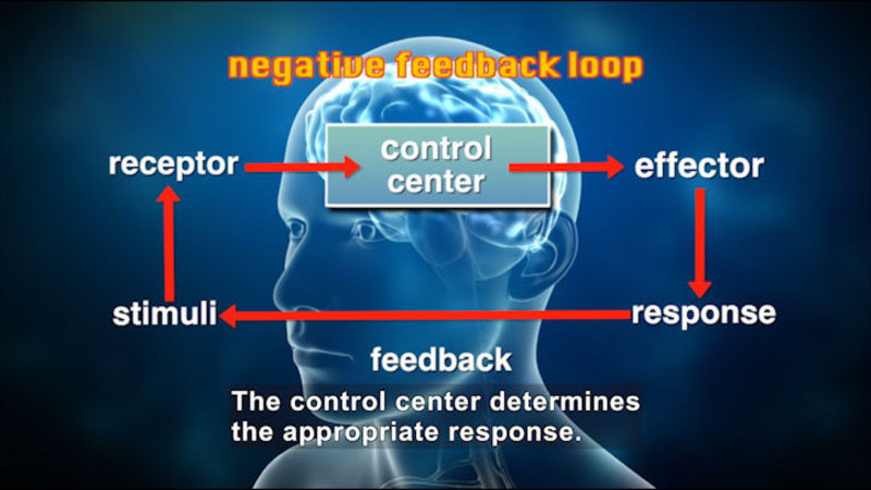 Negative feedback loop. Control center (brain), effector, response, feedback, stimuli, receptor, back to control center. Caption: The control center determines the appropriate response.