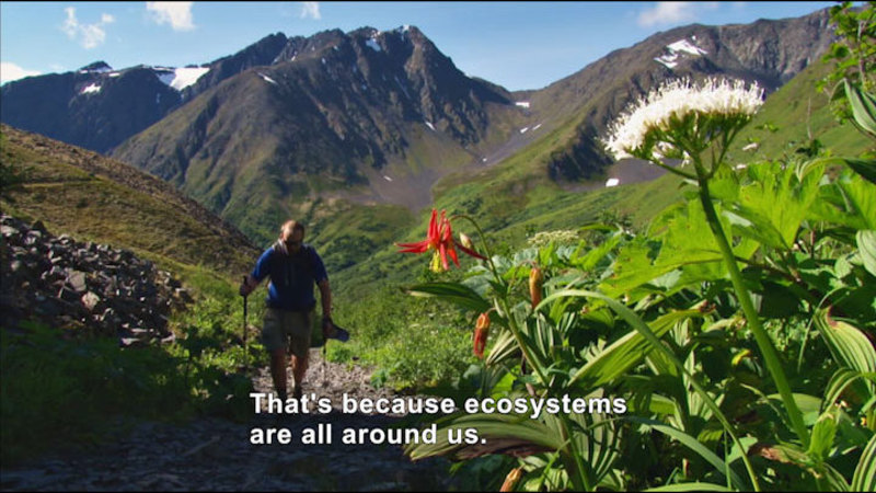 Person hiking up a rock trail with mountains behind and tropical flowers along the path. Caption: That's because ecosystems are all around us.