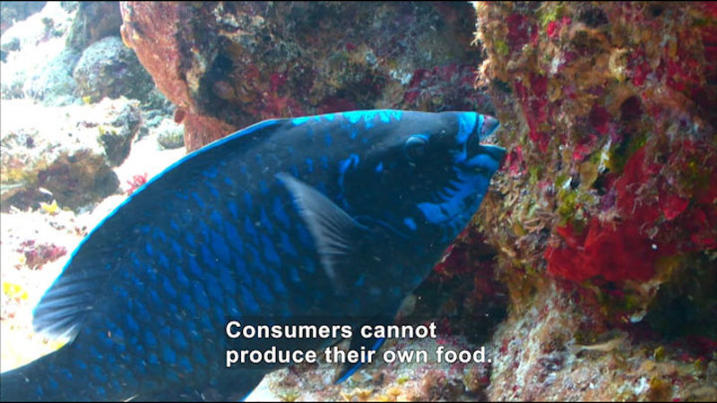 Blue tropical fish eating something from a rock covered in plants. Caption: Consumers cannot produce their own food.