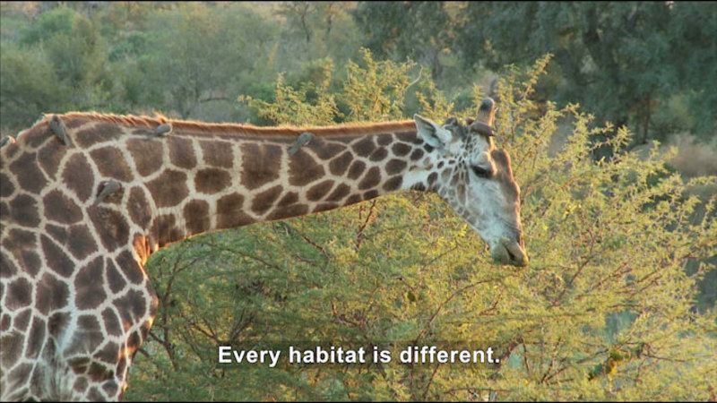 Giraffe eating foliage from a treetop. Caption: Every habitat is different.