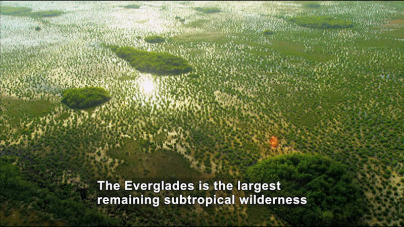 Aerial view of small islands covered in greenery with the water between them dotted in plants. Caption: The Everglades is the largest remaining subtropical wilderness