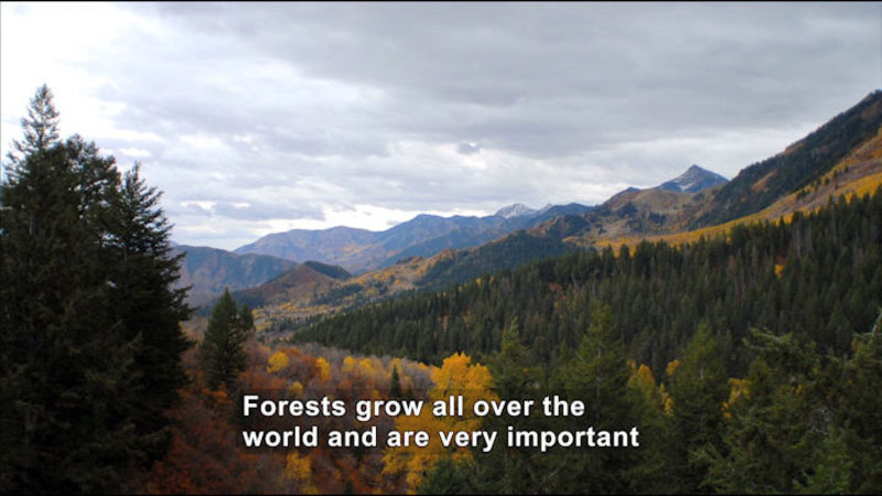Forested mountain side. Caption: Forests grow all over the world and are very important