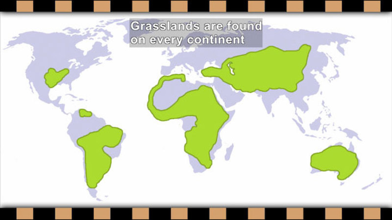 Map of the world with parts highlighted in green. Caption: Grasslands are found on every continent