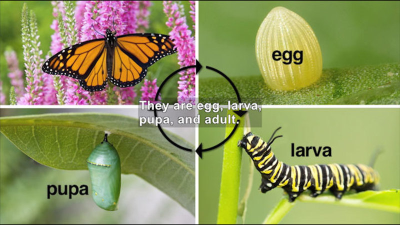 Butterfly lays the egg, egg hatches to larva, larva changes into a pupa, pupa turns into a butterfly. Caption: They are egg, larva, pupa, and adult.